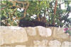 Cte d` Azur